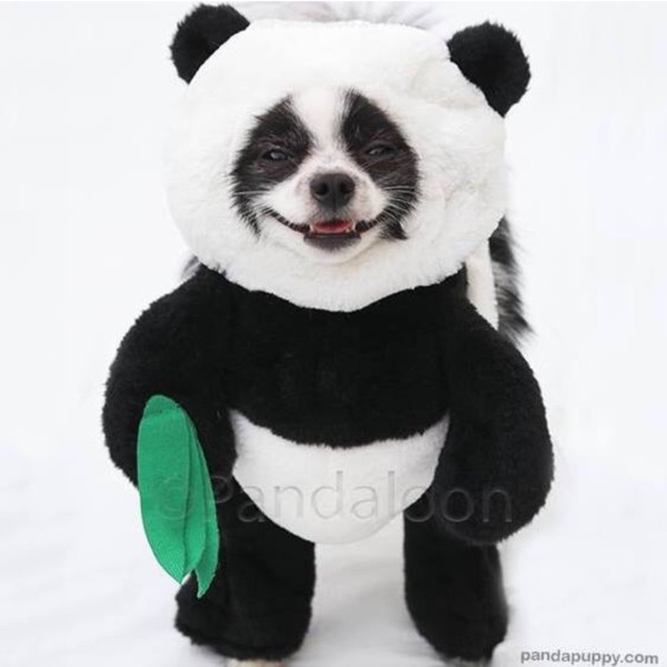 Huxley the Panda Puppy??(pandaloon