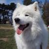 Enzo the Samoyed